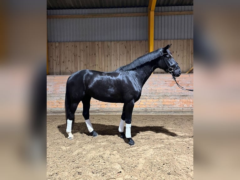 Dänisches Warmblut Stute 4 Jahre 172 cm Rappe in Aabenraa