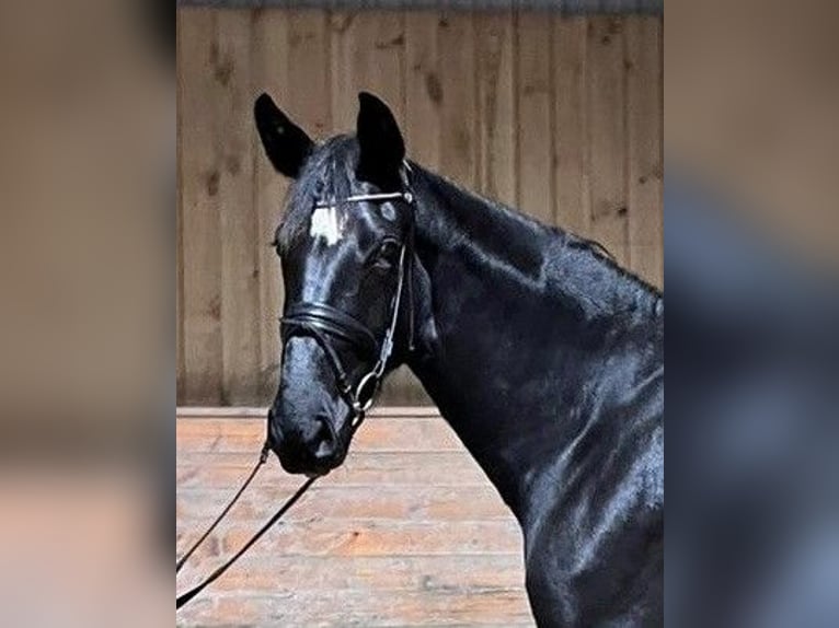 Dänisches Warmblut Stute 4 Jahre 172 cm Rappe in Aabenraa