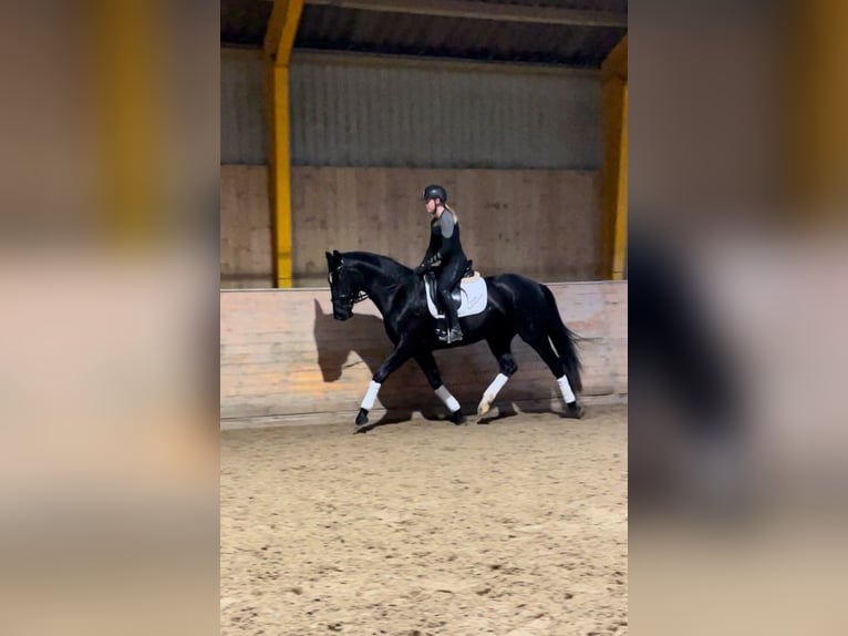 Dänisches Warmblut Stute 4 Jahre 172 cm Rappe in Aabenraa