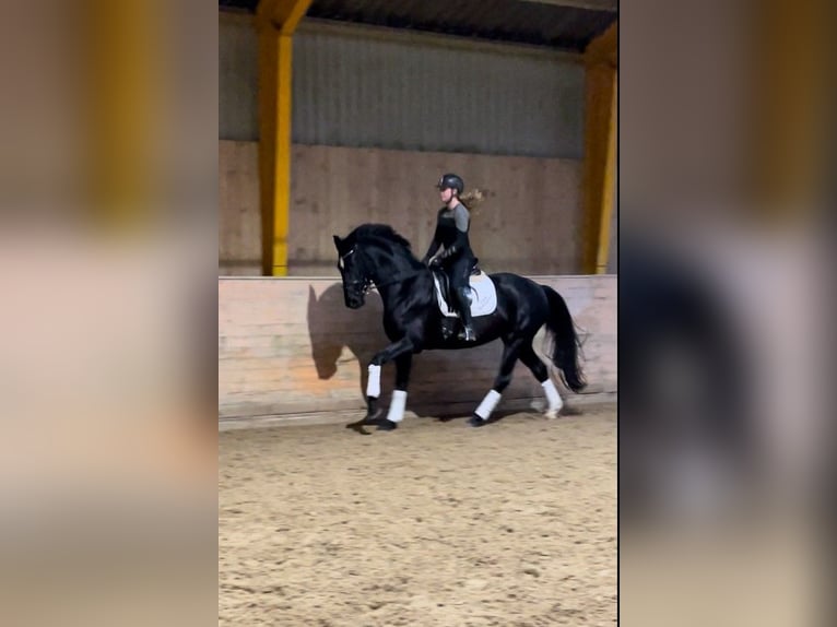 Dänisches Warmblut Stute 4 Jahre 172 cm Rappe in Aabenraa