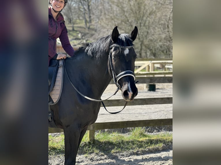 Dänisches Warmblut Stute 4 Jahre 175 cm Rappe in Hørsholm