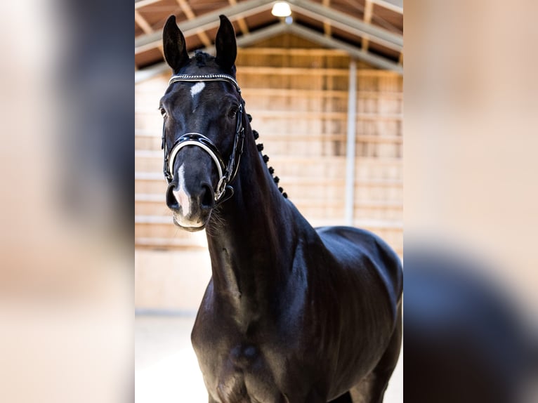 Dänisches Warmblut Stute 4 Jahre 175 cm Rappe in Hørsholm