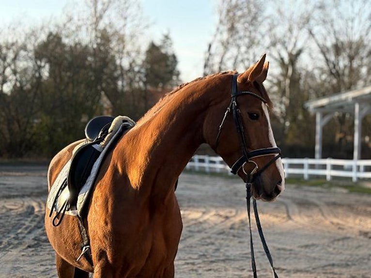 Dänisches Warmblut Stute 4 Jahre Dunkelfuchs in Verden (Aller)