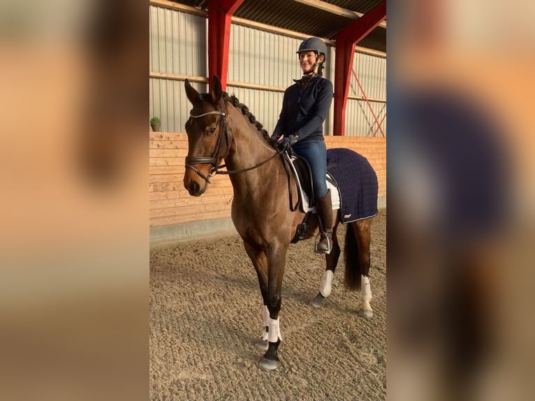 Dänisches Warmblut Stute 5 Jahre 165 cm Brauner in Aarre, Varde