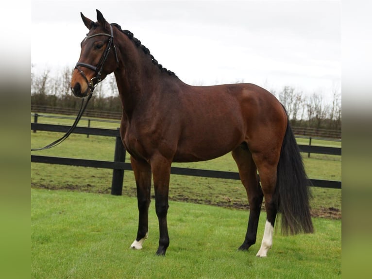 Dänisches Warmblut Stute 5 Jahre 165 cm Brauner in Aarre, Varde