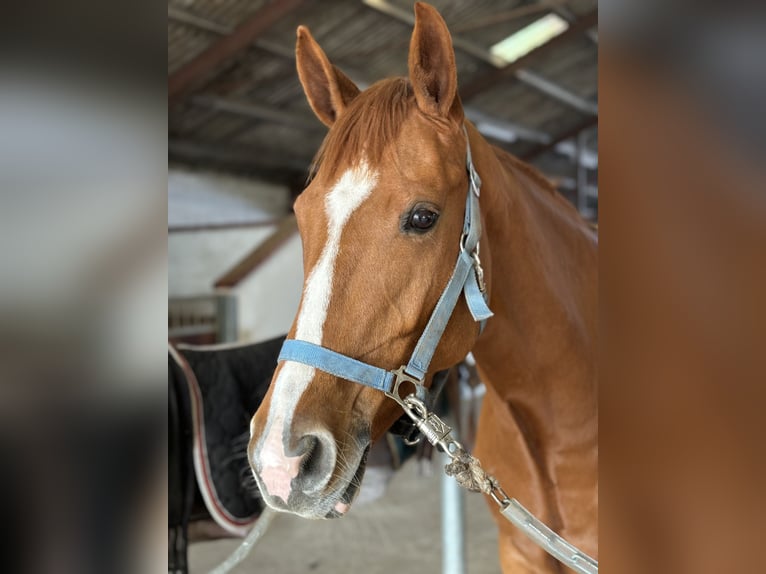 Dänisches Warmblut Stute 5 Jahre 165 cm Dunkelfuchs in Aars