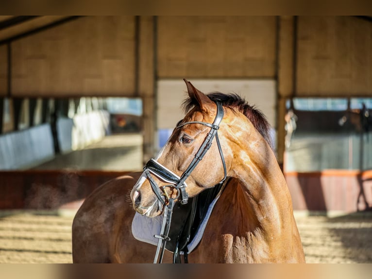 Dänisches Warmblut Stute 5 Jahre 167 cm Brauner in Ringkøbing