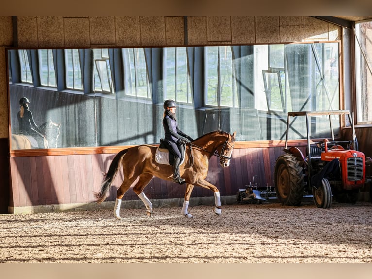 Dänisches Warmblut Stute 5 Jahre 167 cm Brauner in Ringkøbing