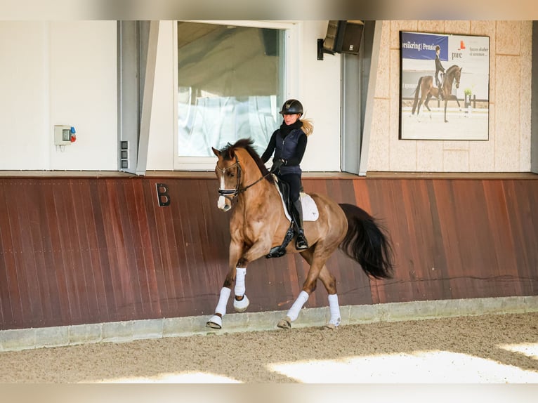 Dänisches Warmblut Stute 5 Jahre 167 cm Brauner in Ringkøbing