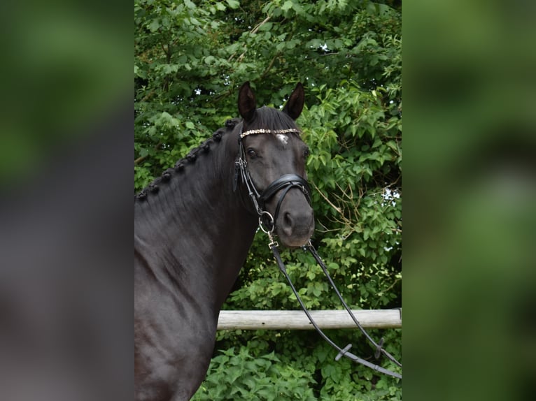 Dänisches Warmblut Stute 5 Jahre 167 cm Rappe in Lemvig