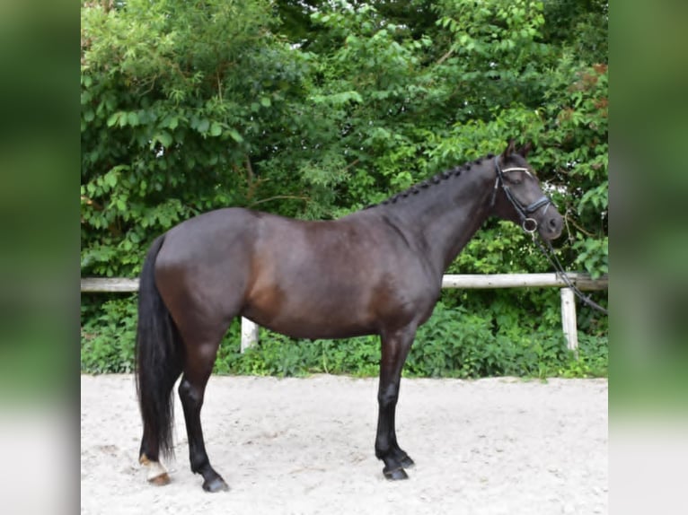 Dänisches Warmblut Stute 5 Jahre 167 cm Rappe in Lemvig