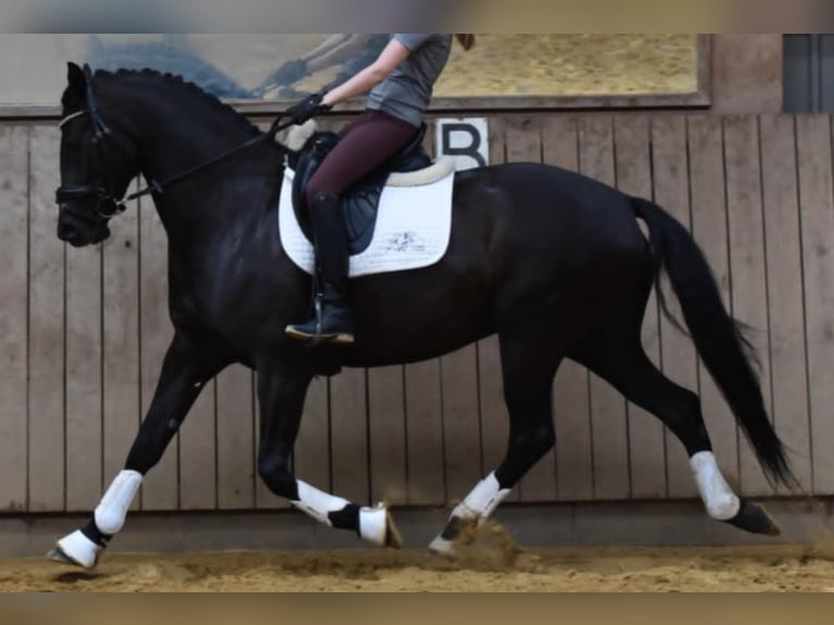 Dänisches Warmblut Stute 5 Jahre 167 cm Rappe in Lemvig