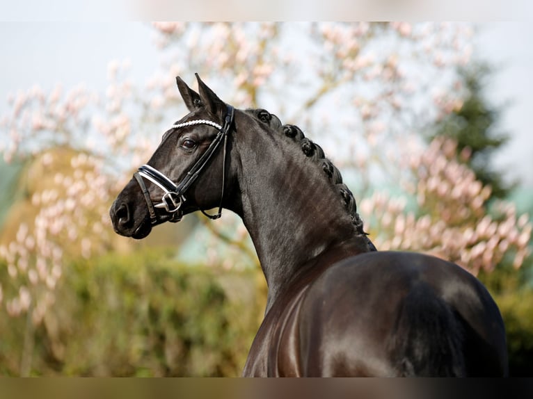 Dänisches Warmblut Stute 5 Jahre 167 cm Rappe in Diepholz