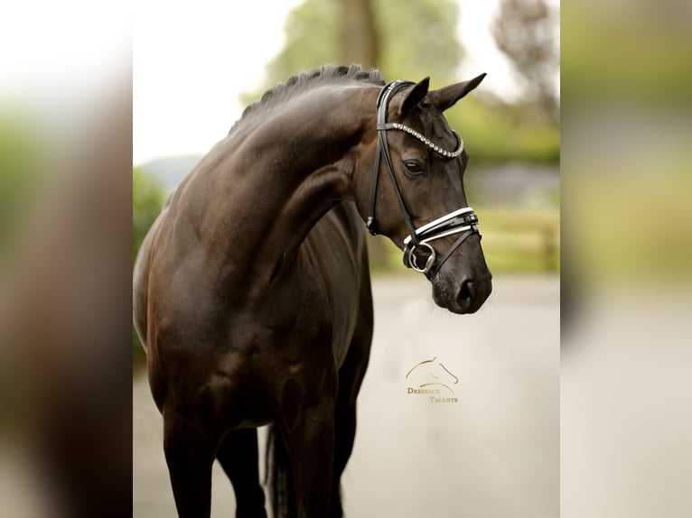 Dänisches Warmblut Stute 5 Jahre 167 cm Rappe in Vechta