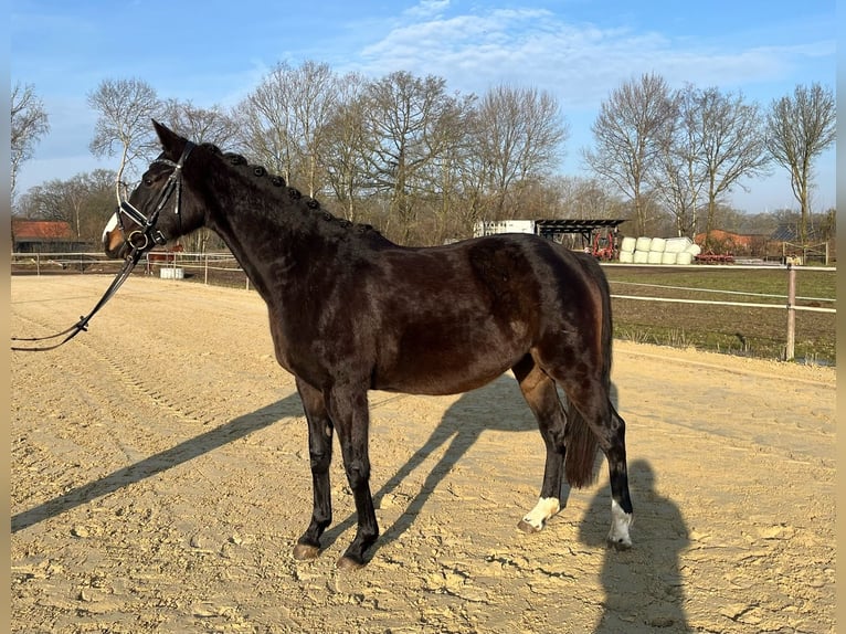 Dänisches Warmblut Stute 6 Jahre 163 cm Dunkelbrauner in Saerbeck