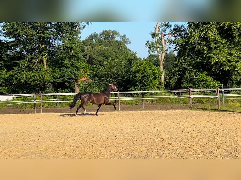 Dänisches Warmblut Stute 6 Jahre 163 cm Dunkelbrauner in Saerbeck