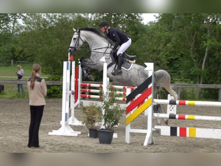 Dänisches Warmblut Stute 6 Jahre 165 cm Schimmel in Süderlügum