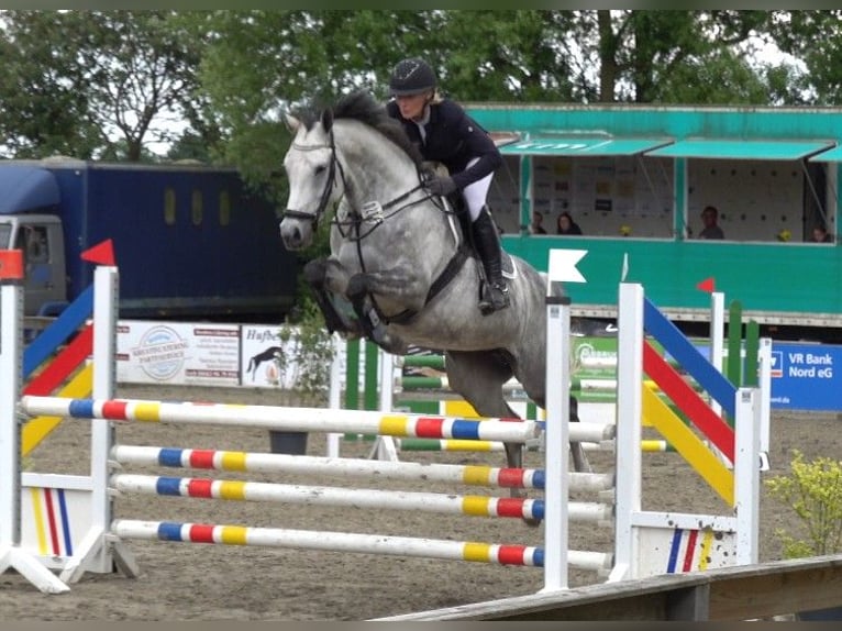 Dänisches Warmblut Stute 6 Jahre 165 cm Schimmel in Süderlügum