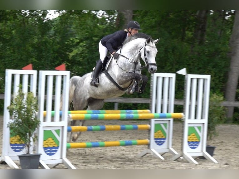 Dänisches Warmblut Stute 6 Jahre 165 cm Schimmel in Süderlügum