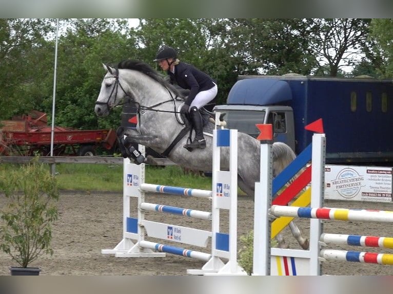 Dänisches Warmblut Stute 6 Jahre 165 cm Schimmel in Süderlügum