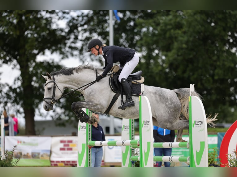 Dänisches Warmblut Stute 6 Jahre 165 cm Schimmel in Süderlügum
