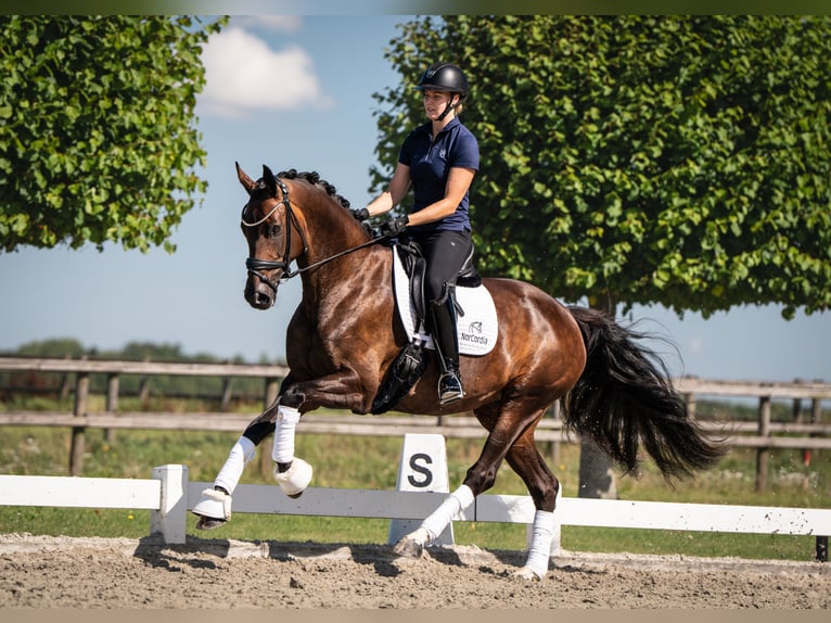 Dänisches Warmblut Stute 6 Jahre 167 cm Dunkelbrauner in Egtved