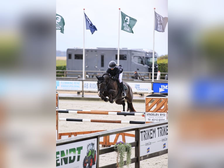 Dänisches Warmblut Stute 6 Jahre 168 cm Rappe in Kalundborg