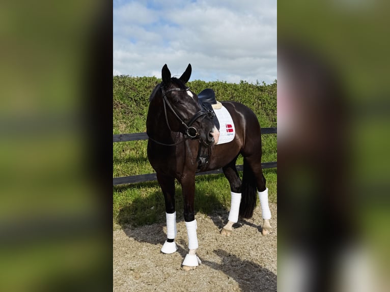 Dänisches Warmblut Stute 6 Jahre 170 cm Rappe in Kværndrup