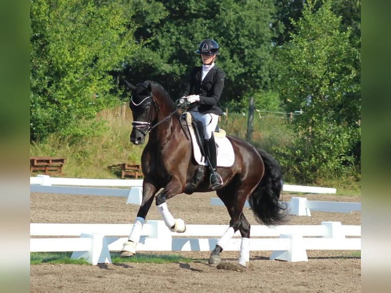 Dänisches Warmblut Stute 6 Jahre 170 cm Rappe in Løgstør
