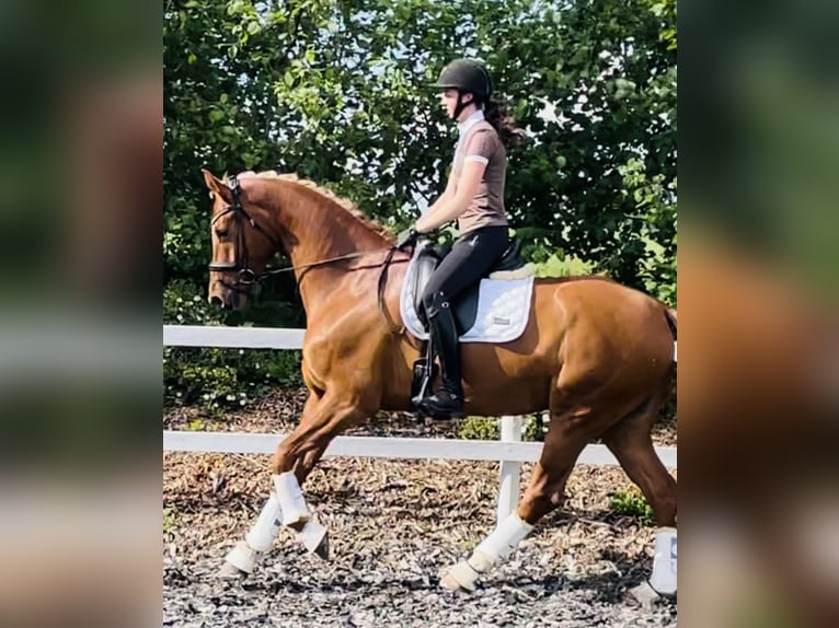 Dänisches Warmblut Stute 6 Jahre 170 cm Red Dun in Karlslunde