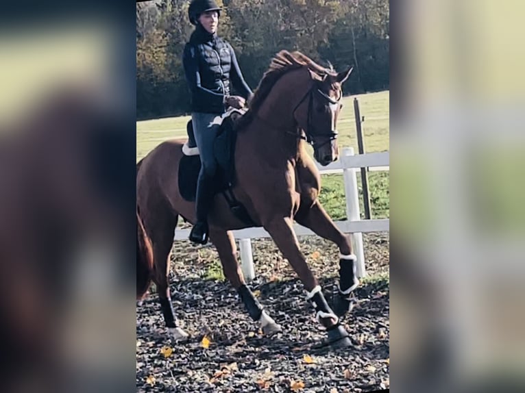 Dänisches Warmblut Stute 6 Jahre 170 cm Red Dun in Karlslunde