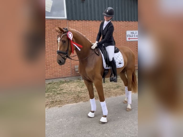 Dänisches Warmblut Stute 6 Jahre 170 cm Red Dun in Karlslunde