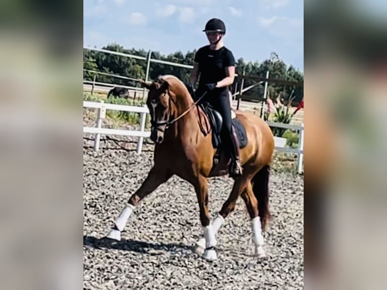 Dänisches Warmblut Stute 6 Jahre 170 cm Red Dun in Karlslunde