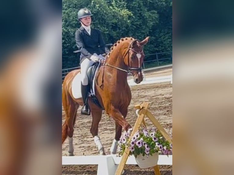 Dänisches Warmblut Stute 6 Jahre 170 cm Red Dun in Karlslunde