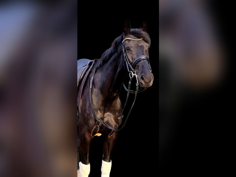 Dänisches Warmblut Stute 6 Jahre 172 cm Rappe in Warendorf
