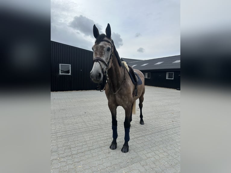 Dänisches Warmblut Stute 6 Jahre 172 cm Schimmel in Varde
