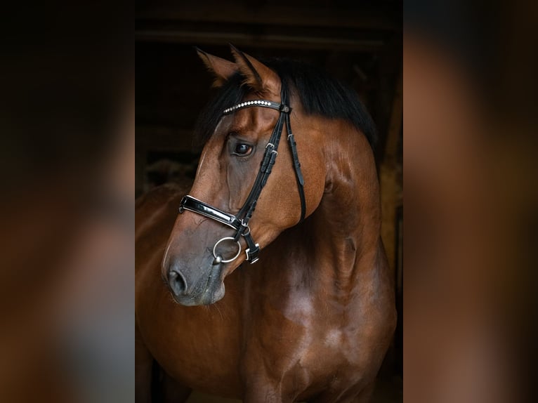 Dänisches Warmblut Stute 6 Jahre 175 cm Brauner in Obermunzig