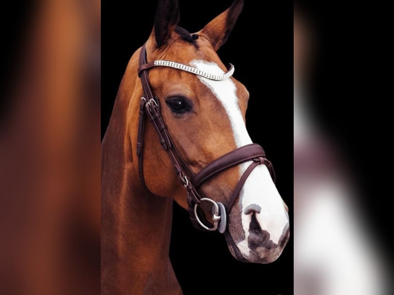 Dänisches Warmblut Stute 7 Jahre 165 cm in Wachtberg