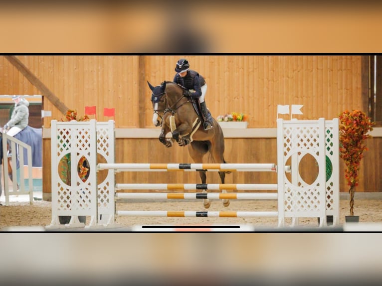 Dänisches Warmblut Stute 7 Jahre 165 cm in Wachtberg