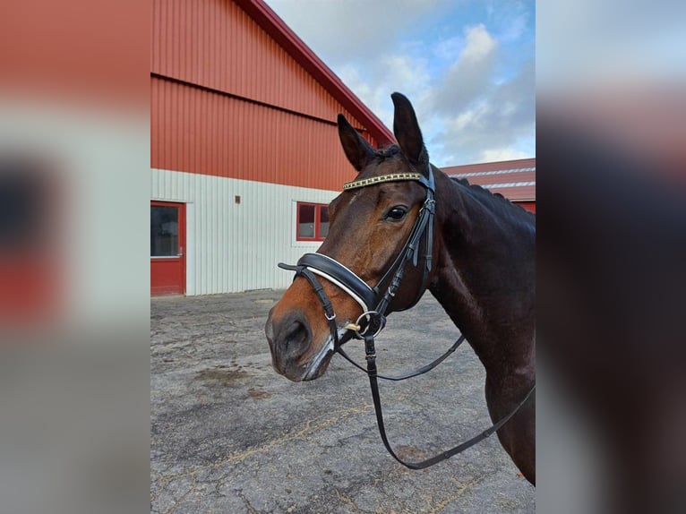 Dänisches Warmblut Stute 7 Jahre 166 cm Brauner in Fårvang