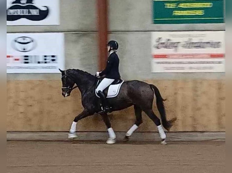 Dänisches Warmblut Stute 7 Jahre 166 cm Brauner in Fårvang