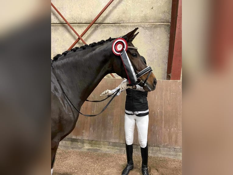 Dänisches Warmblut Stute 7 Jahre 166 cm Brauner in Fårvang