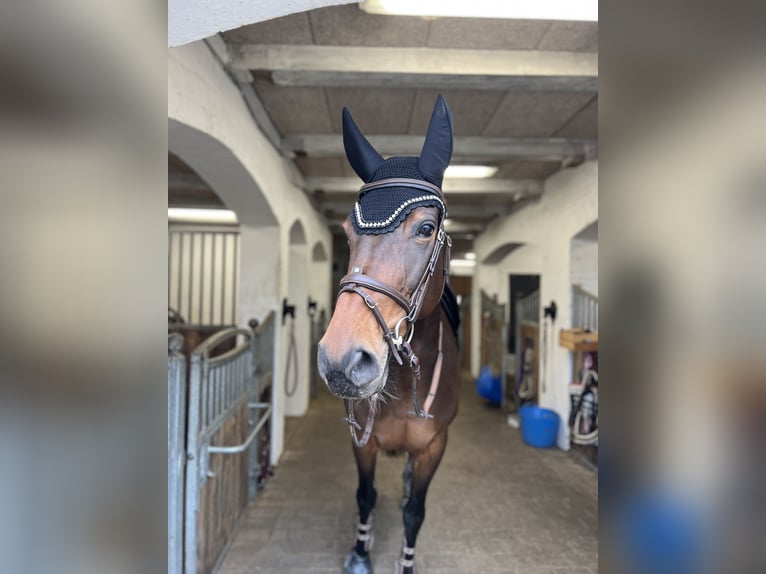 Dänisches Warmblut Stute 7 Jahre 168 cm Brauner in &#xC5;rslev