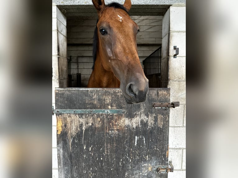 Dänisches Warmblut Stute 7 Jahre 170 cm in Saarbrücken