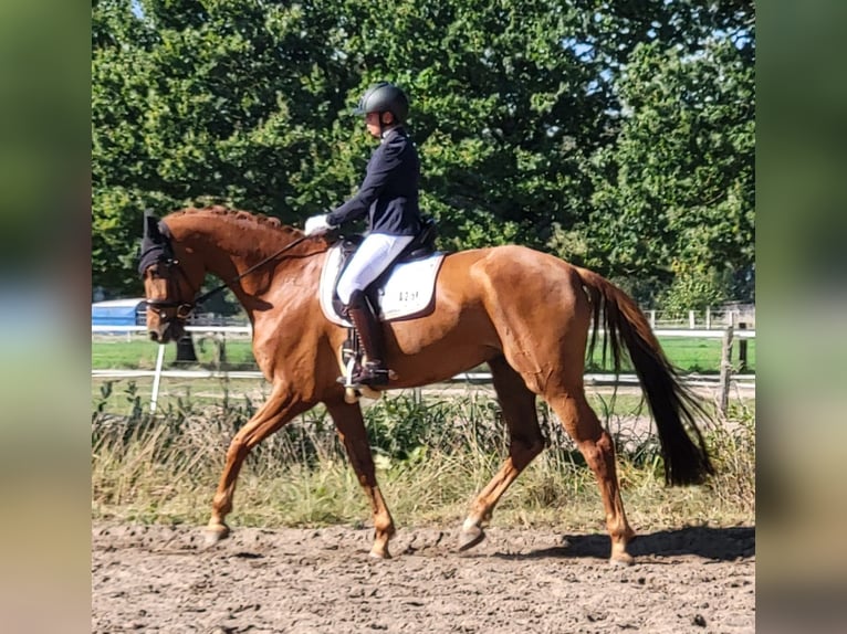 Dänisches Warmblut Stute 7 Jahre 176 cm Fuchs in Scharnebeck