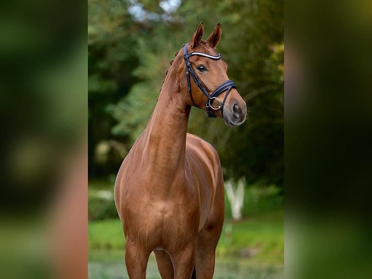 Dänisches Warmblut Stute 7 Jahre 176 cm Fuchs in Scharnebeck