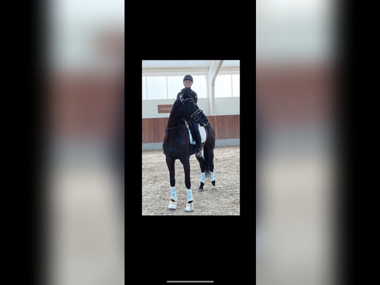 Dänisches Warmblut Stute 7 Jahre 176 cm Rappe in Fredericia