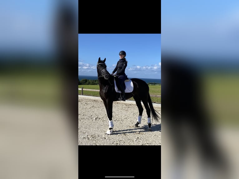 Dänisches Warmblut Stute 7 Jahre 176 cm Rappe in Fredericia