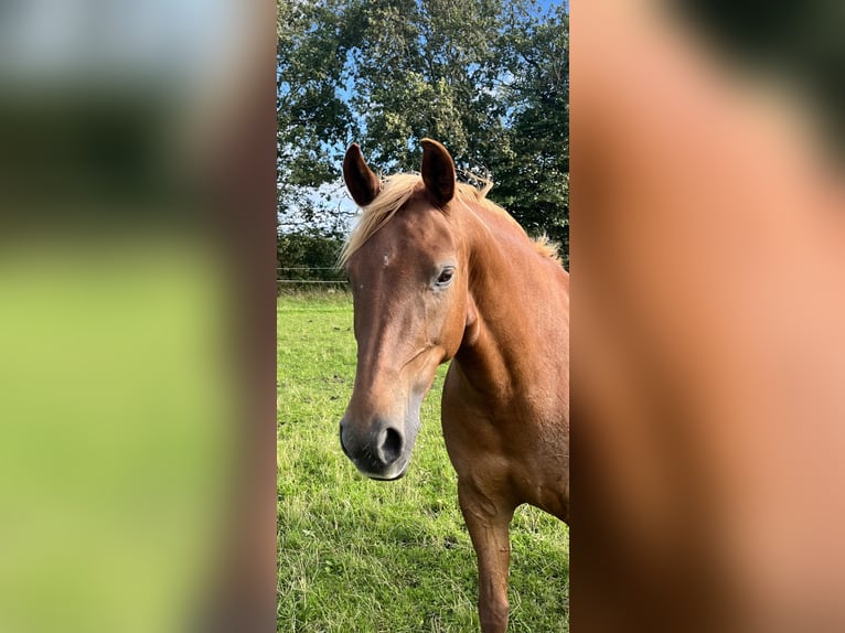 Dänisches Warmblut Mix Stute 8 Jahre 154 cm Fuchs in HandewittHandewitt