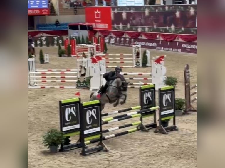Dänisches Warmblut Stute 8 Jahre 164 cm Schimmel in Auning